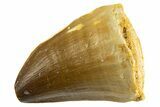 Fossil Mosasaur (Thalassotitan) Tooth - Morocco #332972-1